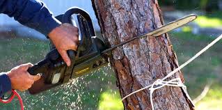 How Our Tree Care Process Works  in  Chattahoochee, FL